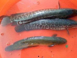 黑鱼视频吃瓜网