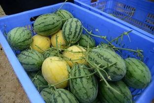 qq群吃的网红瓜,一场美食与八卦的狂欢盛宴