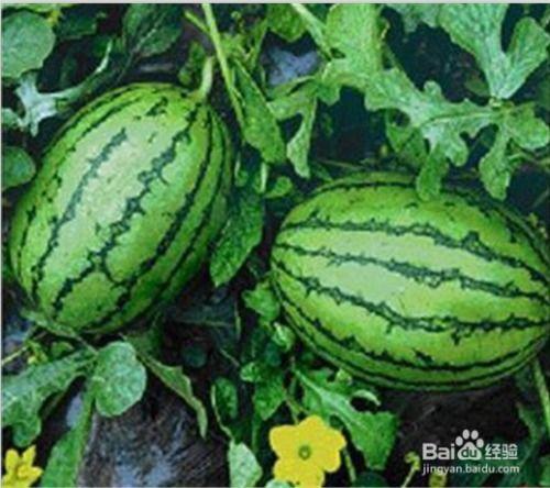 福建公务员网红吃瓜