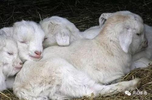 网红吃晴天小羊的瓜,吃瓜现场揭秘！