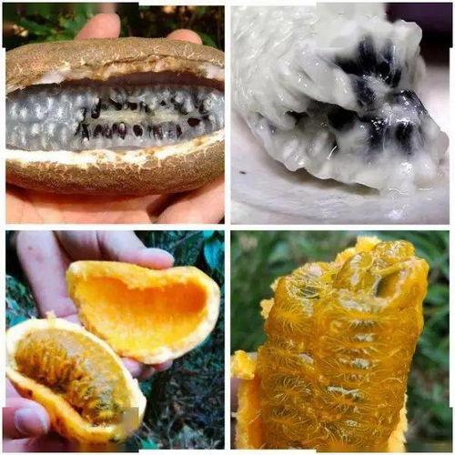 网红野果八月瓜怎么吃