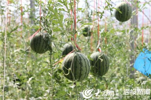 伊犁网红吃瓜事件视频,一场网络狂欢背后的真相揭秘