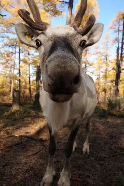 网红驯鹿吃瓜图片高清